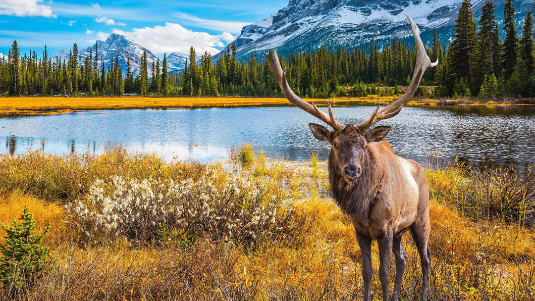 Top 10 Animals that Live In and Around Canadian Lakes